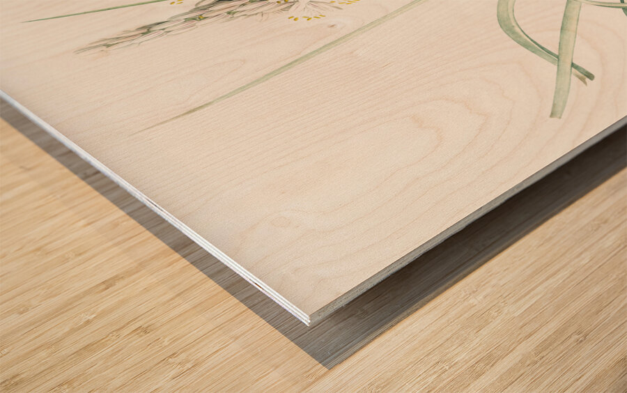 Branched asphodel illustration  Wood print