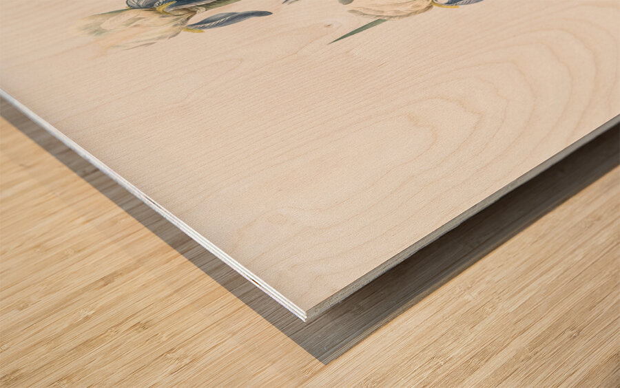 Elder scented iris illustration  Wood print