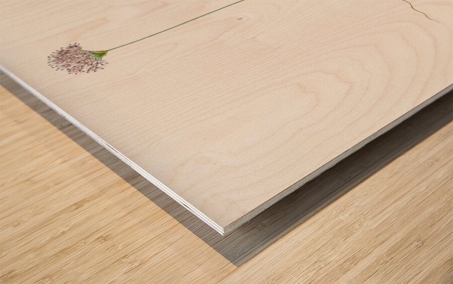 Mountain garlic illustration  Wood print