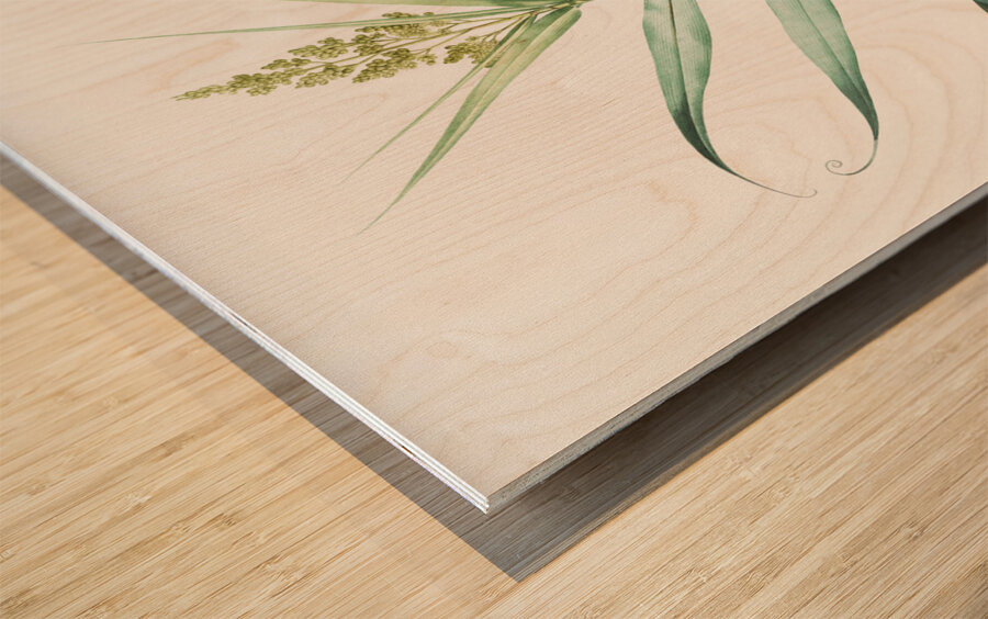 Bush cane illustration  Wood print