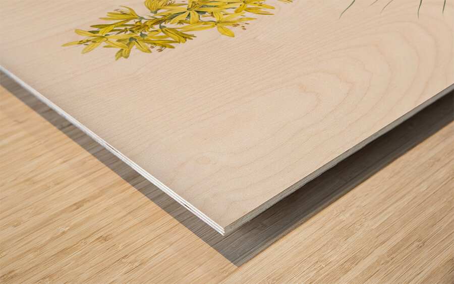 Yellow Asphodel illustration  Wood print