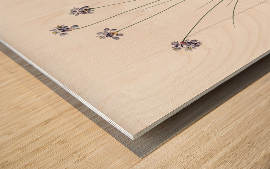 Vanilla lily illustration  Wood print