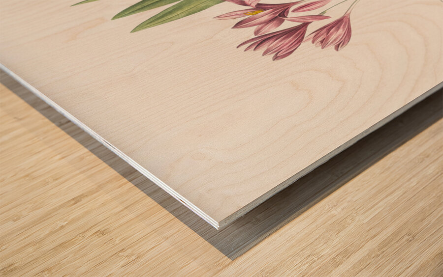 Autumn crocus illustration  Wood print