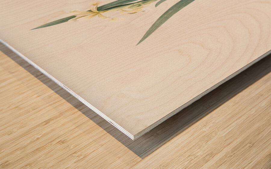 Yellow banded iris illustration  Wood print