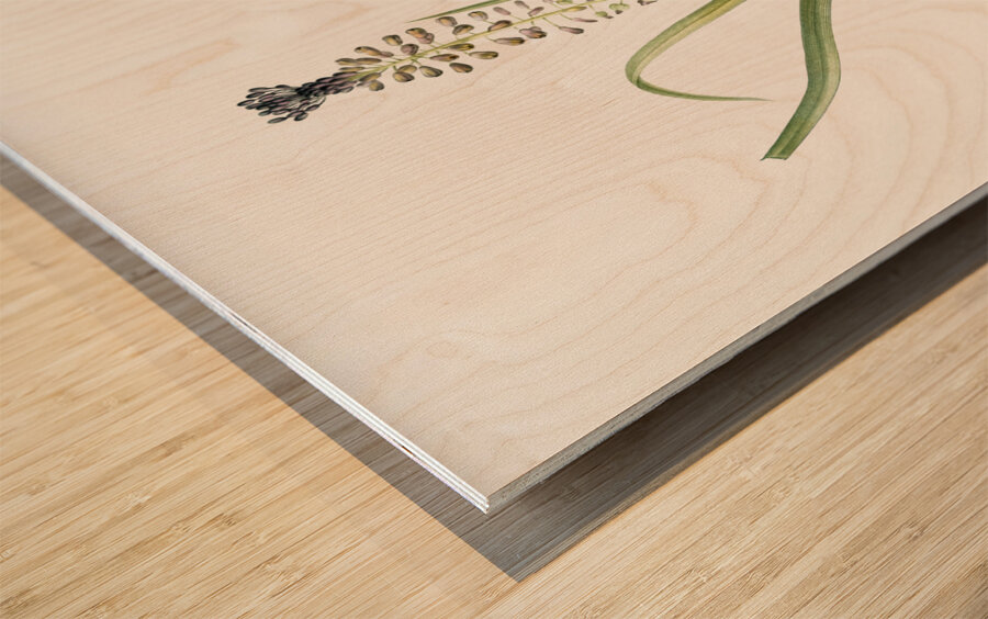 Grape hyacinth illustration  Wood print