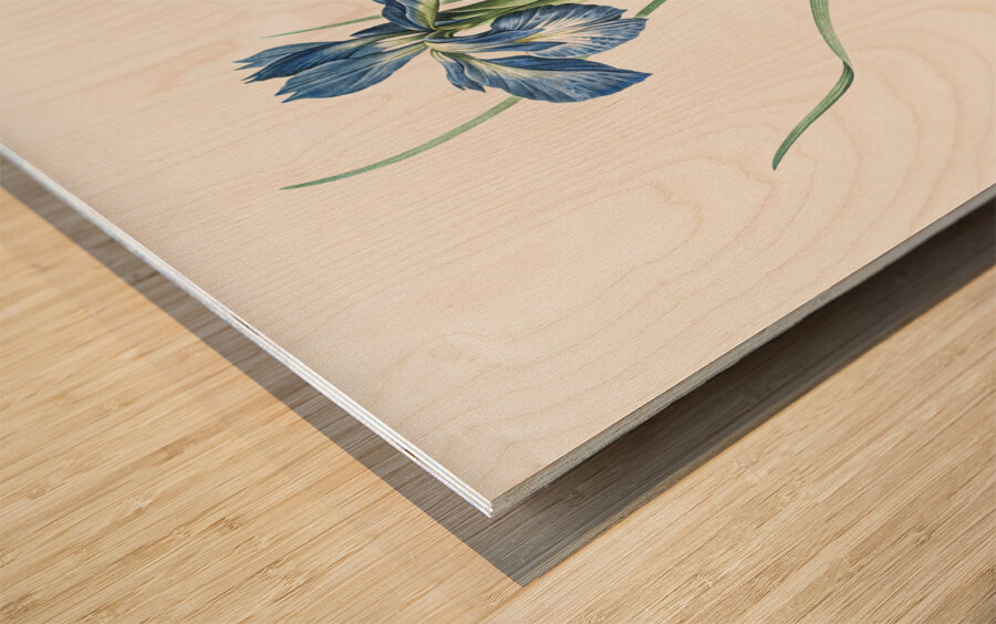 Lris xyphioides llustration  Impression sur bois