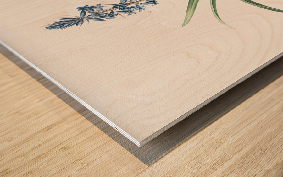 Scilla patula illustration  Wood print