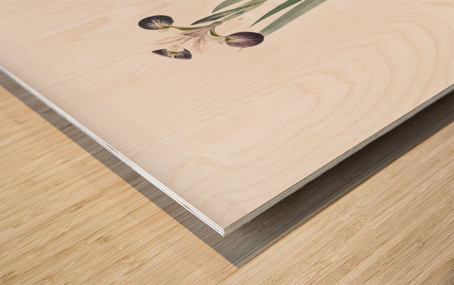 Harlequin blueflag illustration  Wood print