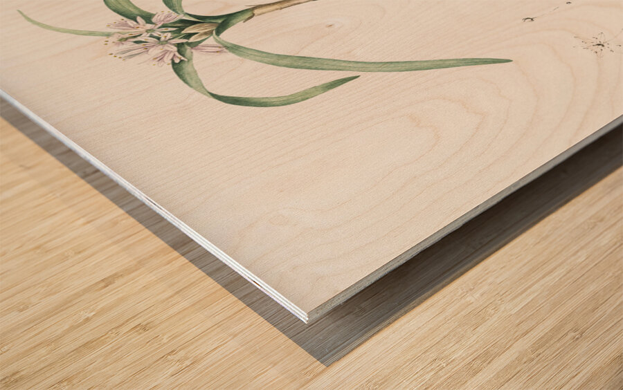 Dwarf garlic illustration  Wood print