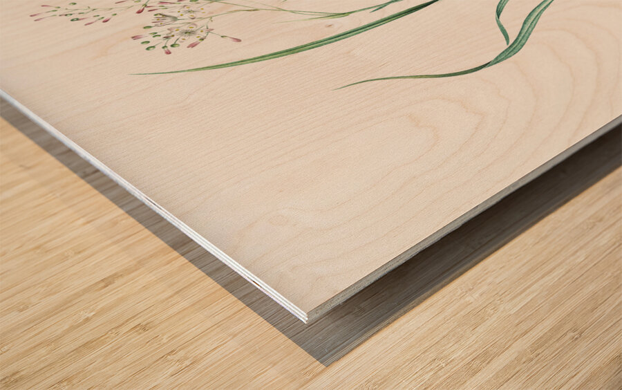 Phalangium bicolor illustration  Wood print