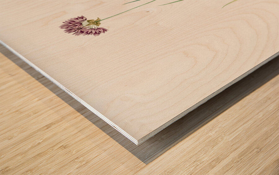 Rosy garlic illustration  Wood print