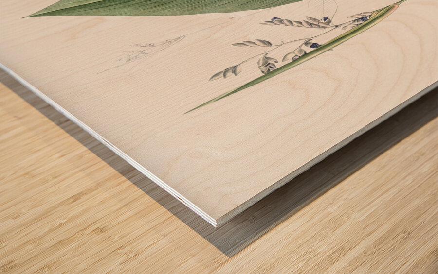 Powdery alligator-flag illustration  Wood print