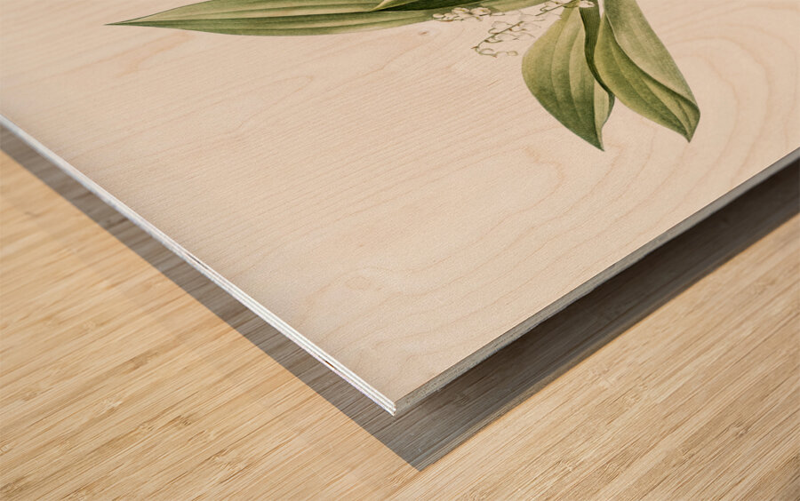 Lily of the valley illustration  Wood print