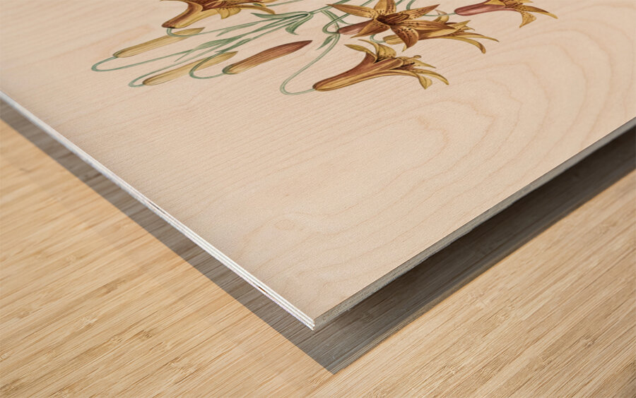Canada lily illustration  Wood print