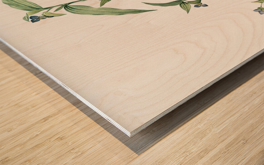 Canada lily illustration  Wood print