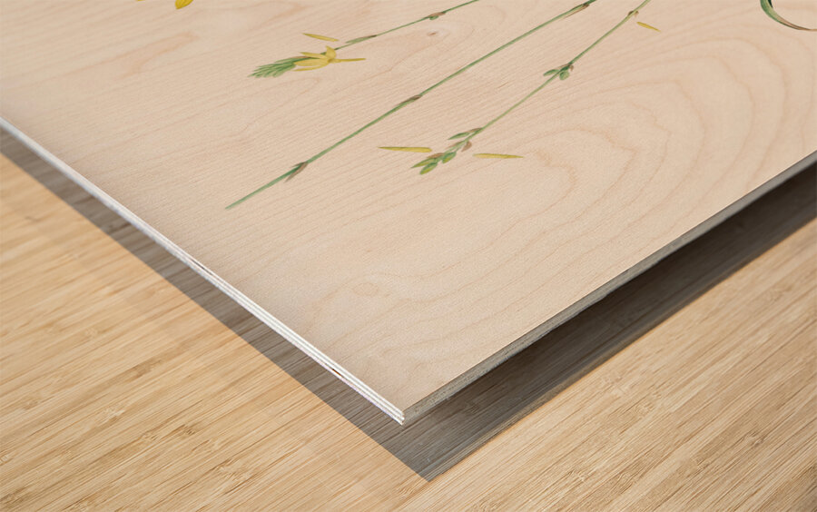 Torrey craglily illustration  Wood print