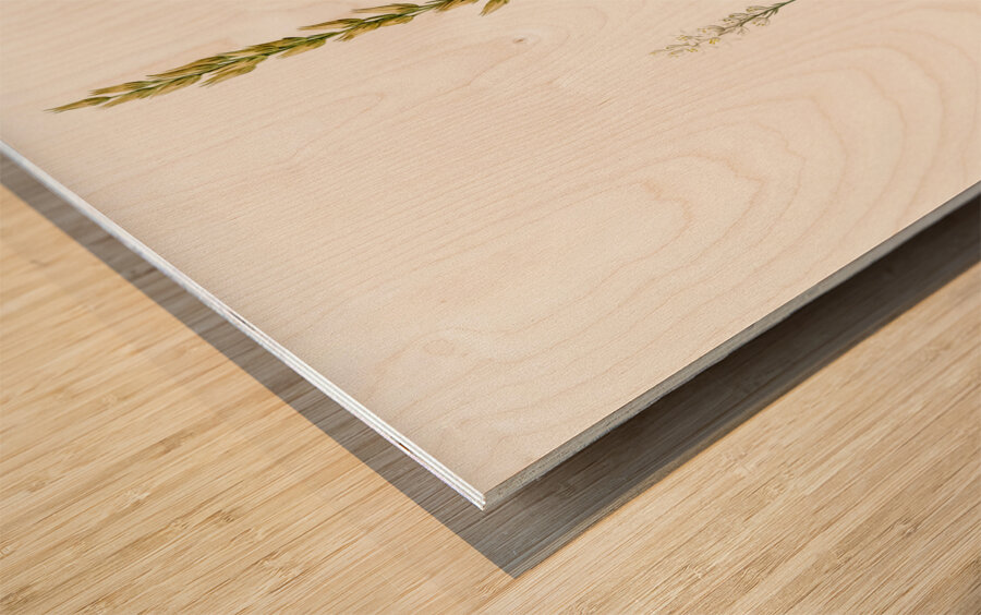 Abama ossifraga illustration  Wood print