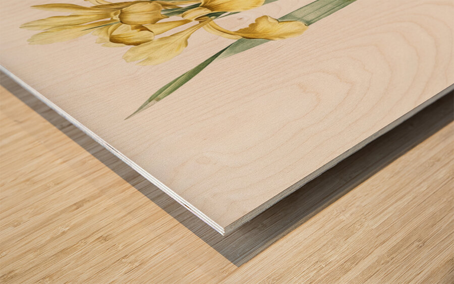 Iris Monnieri illustration  Wood print