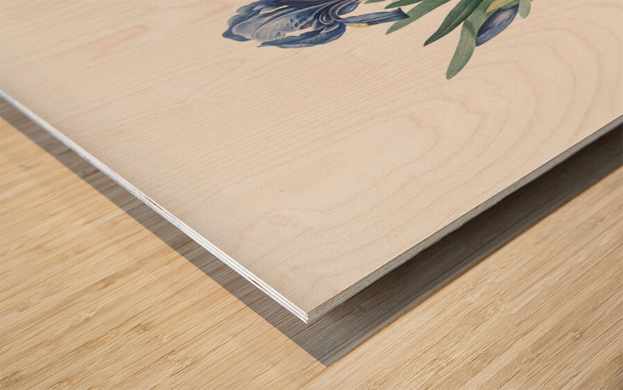 Pygmy iris illustration  Wood print