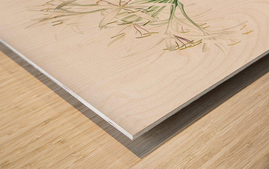 Florida swamp-lily illustration  Wood print