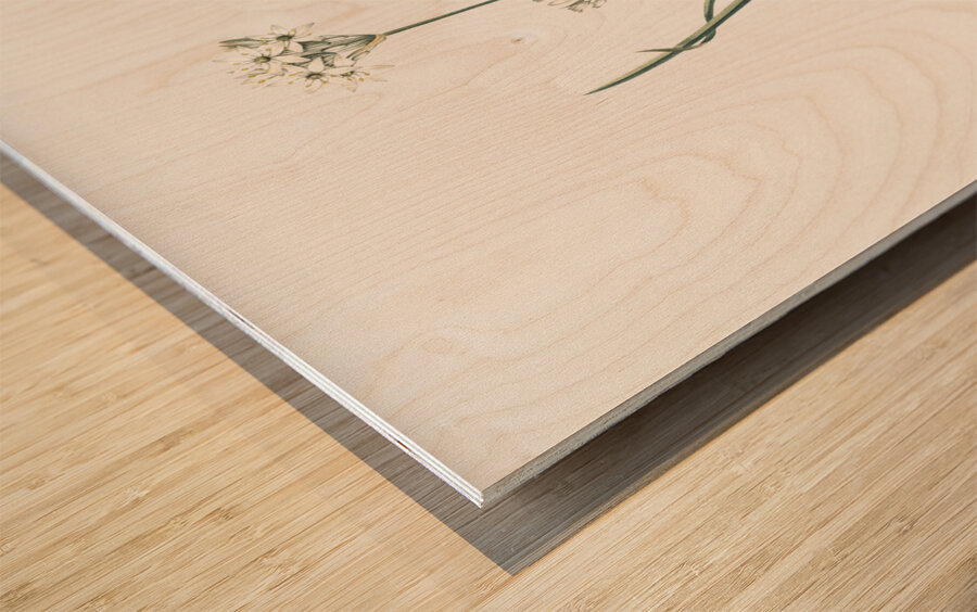 Three-cornered leek illustration  Wood print