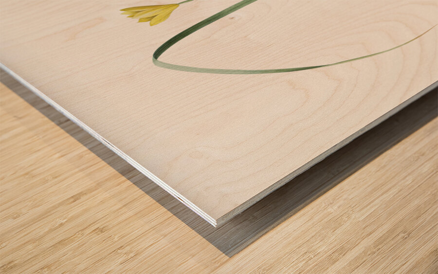 Cape tulip illustration  Wood print