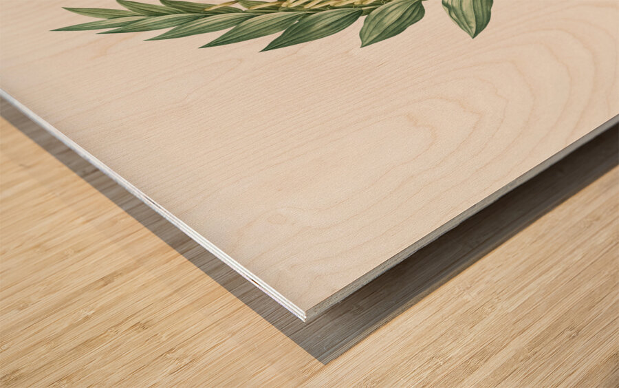 Angular solomon seal illustration  Wood print