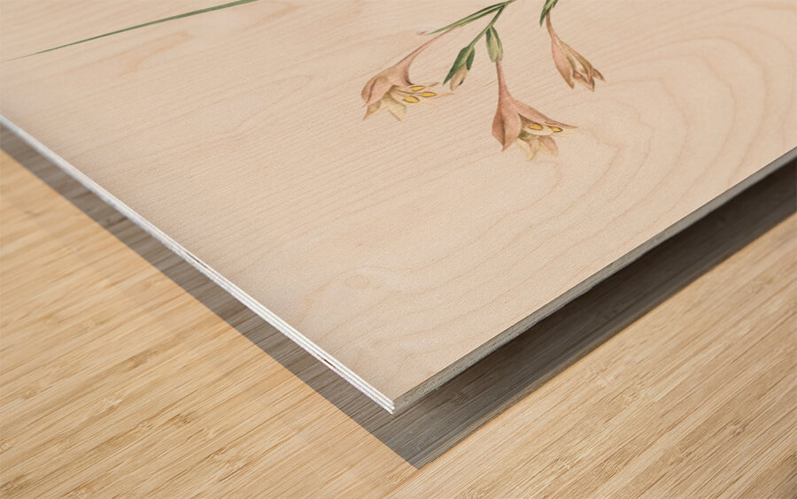 Long-tubed painted lady illustration  Impression sur bois