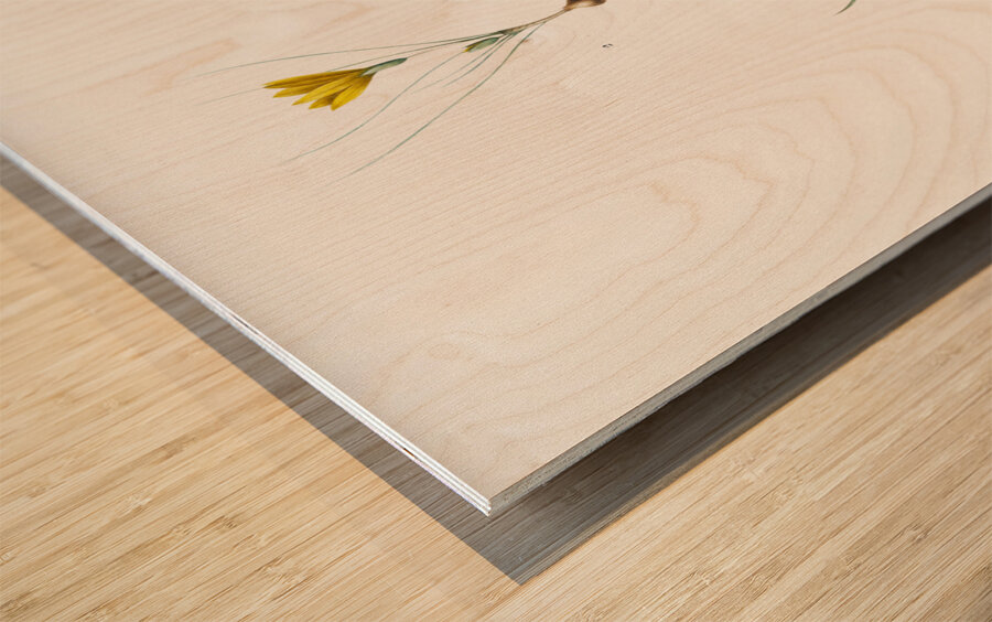 1. Ixia recurva 2. Ixia filifolia illustration  Wood print