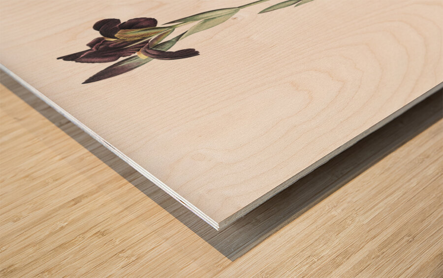 Dingy flag iris illustration  Wood print