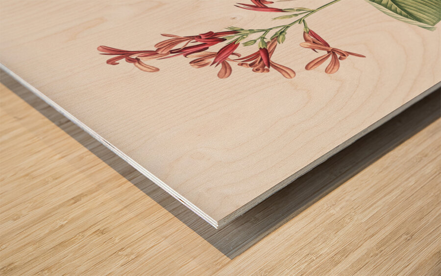 Canna lily illustration  Wood print