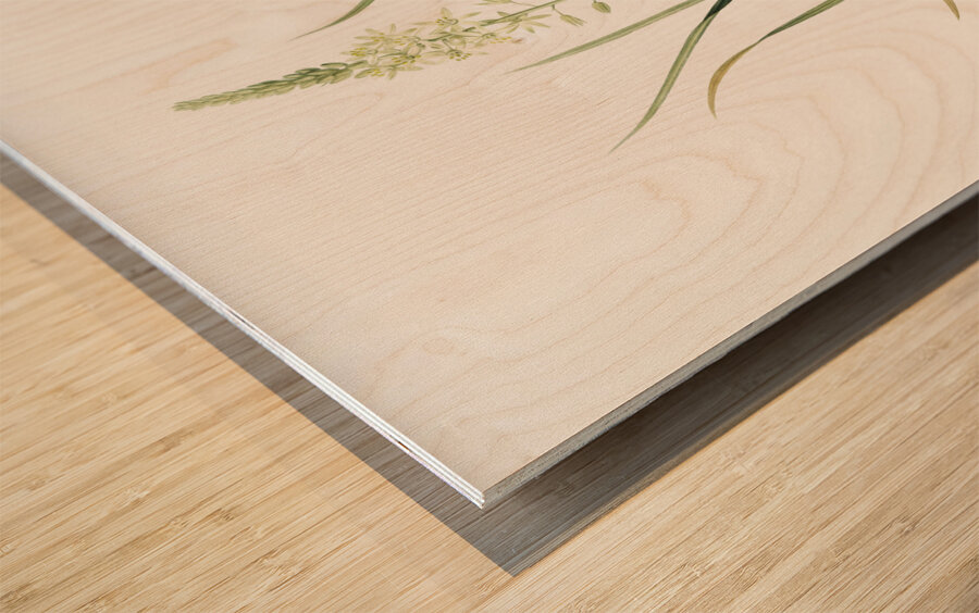 Wild asparagus illustration  Wood print