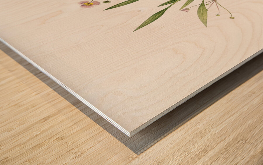 Lesser water-plantain illustration  Wood print