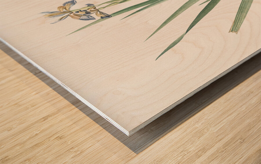 Stinking iris illustration  Impression sur bois