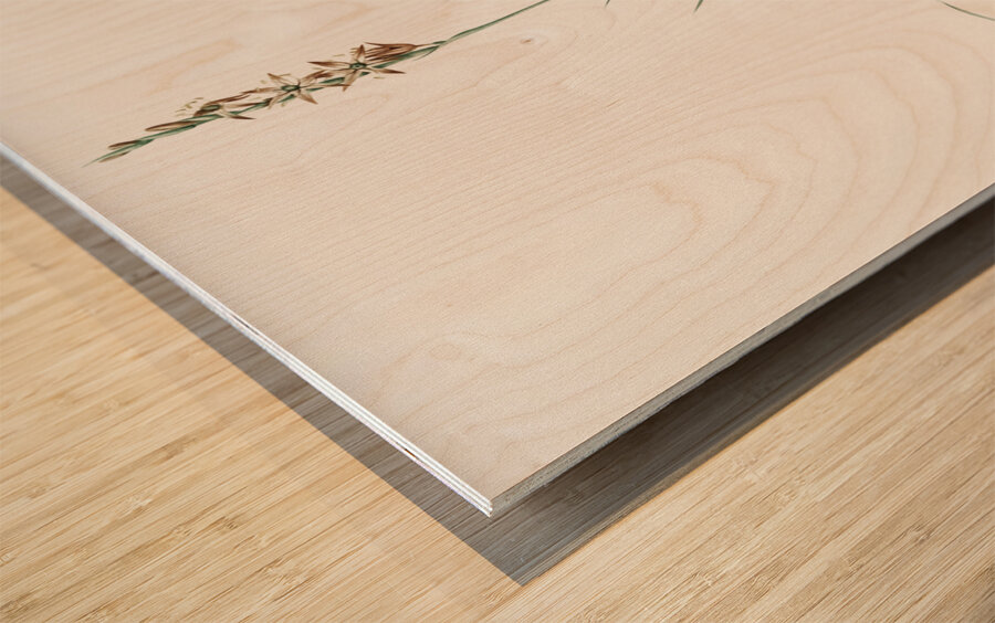 Rush featherling illustration  Wood print