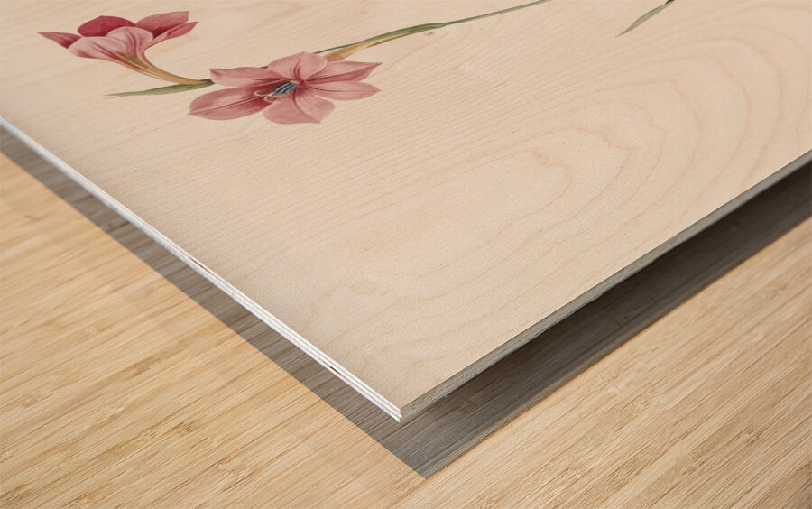 Sword lily illustration  Wood print