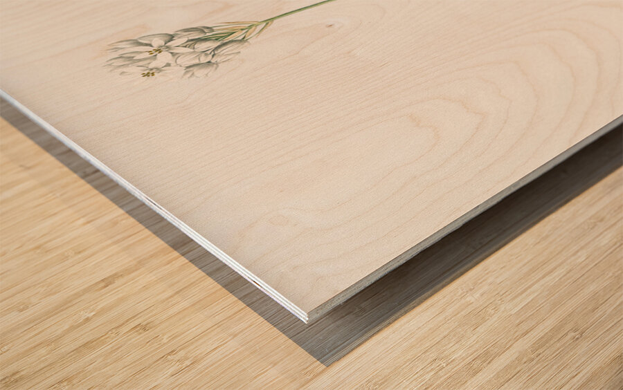 Chincherinchee illustration  Wood print