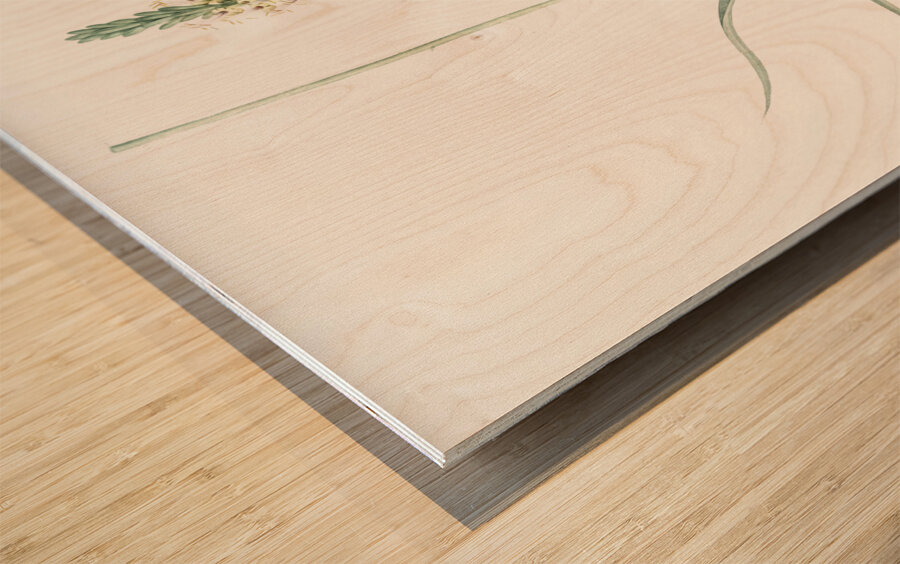 Agave yuccaefolia illustration  Wood print