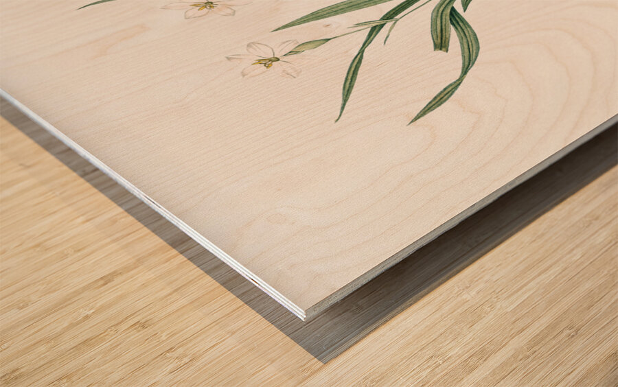 Agave yuccaefolia illustration  Wood print