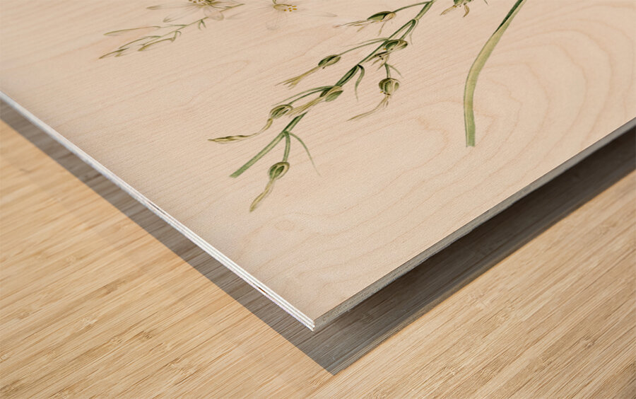 St Bernard lily illustration  Wood print