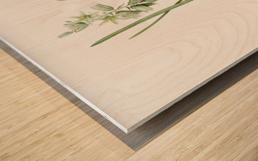 St Bernard lily illustration  Wood print