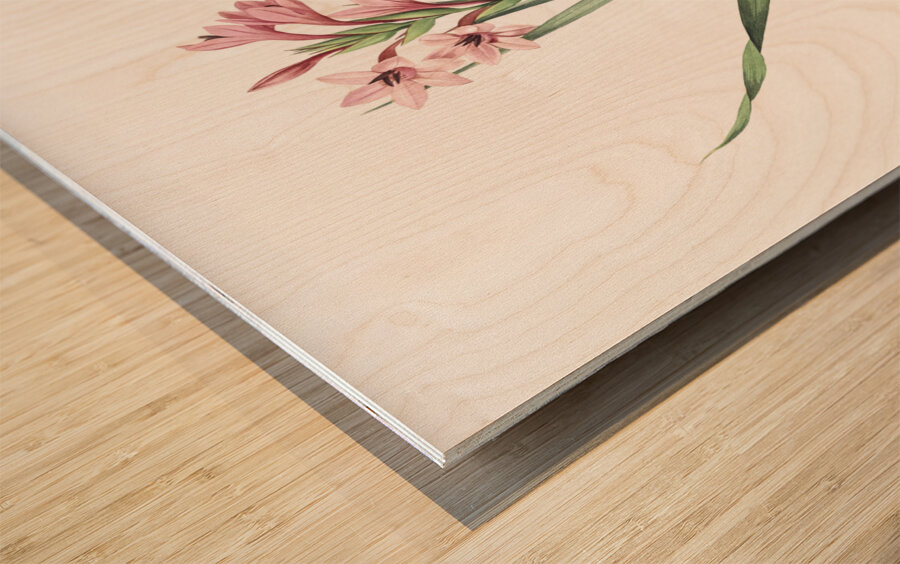 Sword lily illustration  Wood print