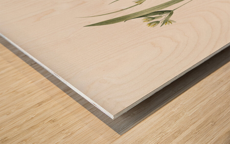 1. Yellow star-of-bethlehem 2. Small star-of-bethlehem illustration  Wood print