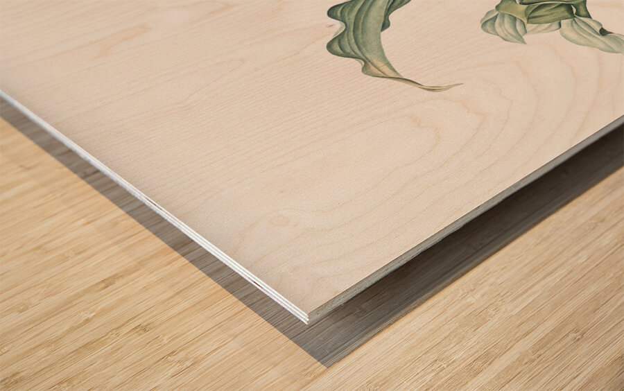 Paintbrush lily illustration Wood print