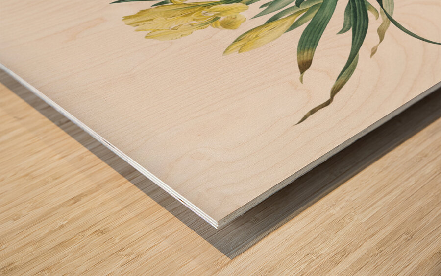 Crimean iris illustration  Wood print