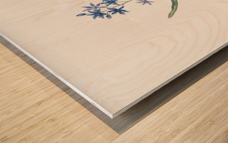 Alpine squill illustration  Wood print