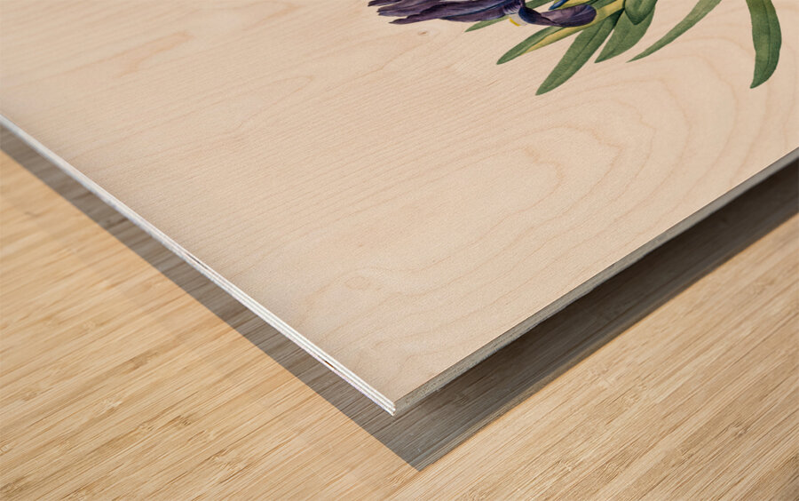 Pygmy iris illustration  Wood print