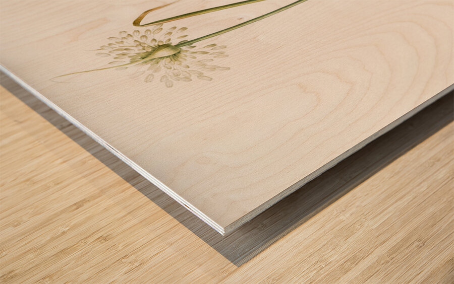 Wild onion illustration  Wood print