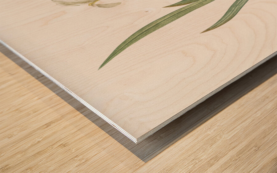 Crimean iris illustration  Wood print