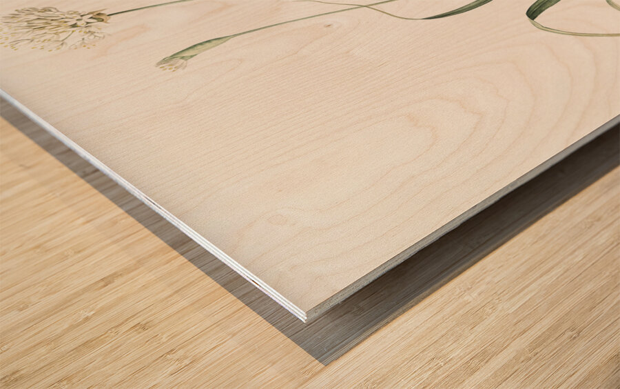 Hairy garlic illustration  Wood print